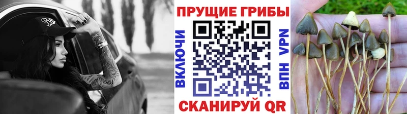 Галлюциногенные грибы мицелий  kraken сайт  Стрежевой 